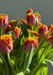 Тюльпаны пионовидные ПАМПЛОНА