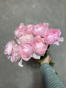 Ранункулюс розовый