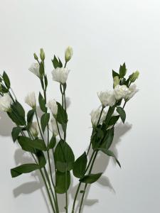 Эустома белая